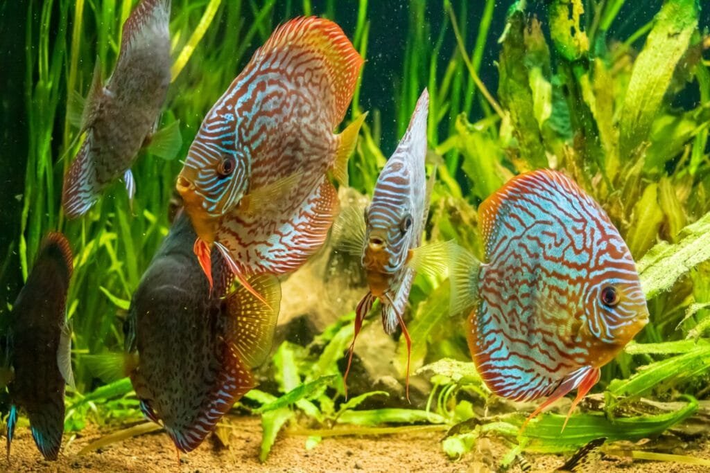 aquarium store website
