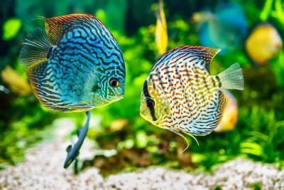 aquarium store website